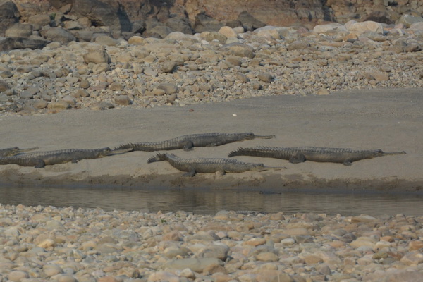 gharials2